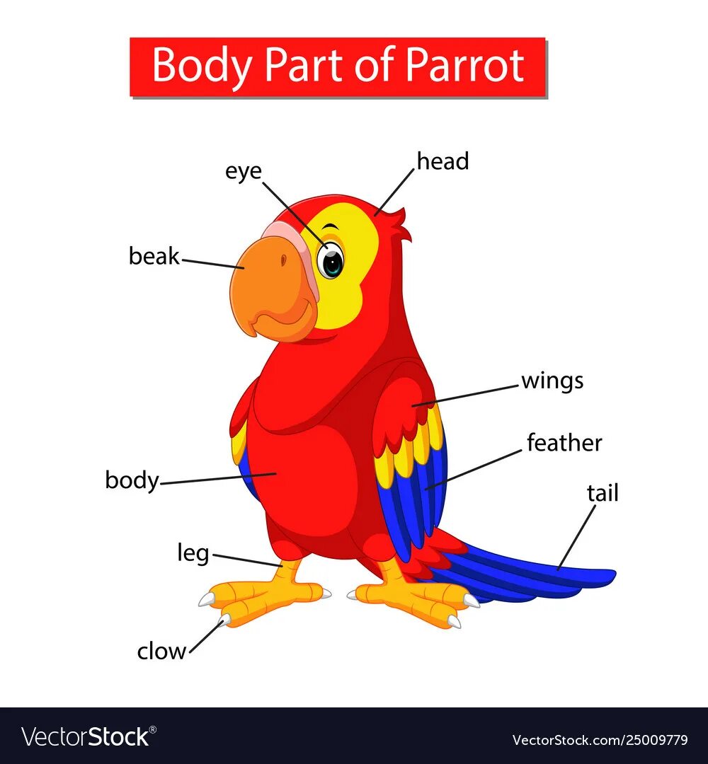 Части тела попугая. Части тела попугая попугаев. Попугай на английском языке. Части тела попугая на английском.