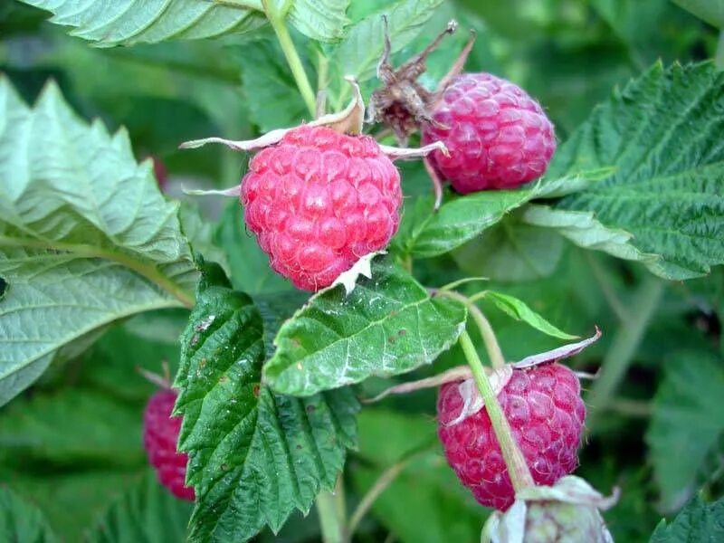 Малина недосягаемая. Малина падишах. Малина обыкновенная (Rubus idaeus). Малина сорт вислуха. Малина падишах (2 года).