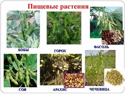 Какие есть пищевые растения