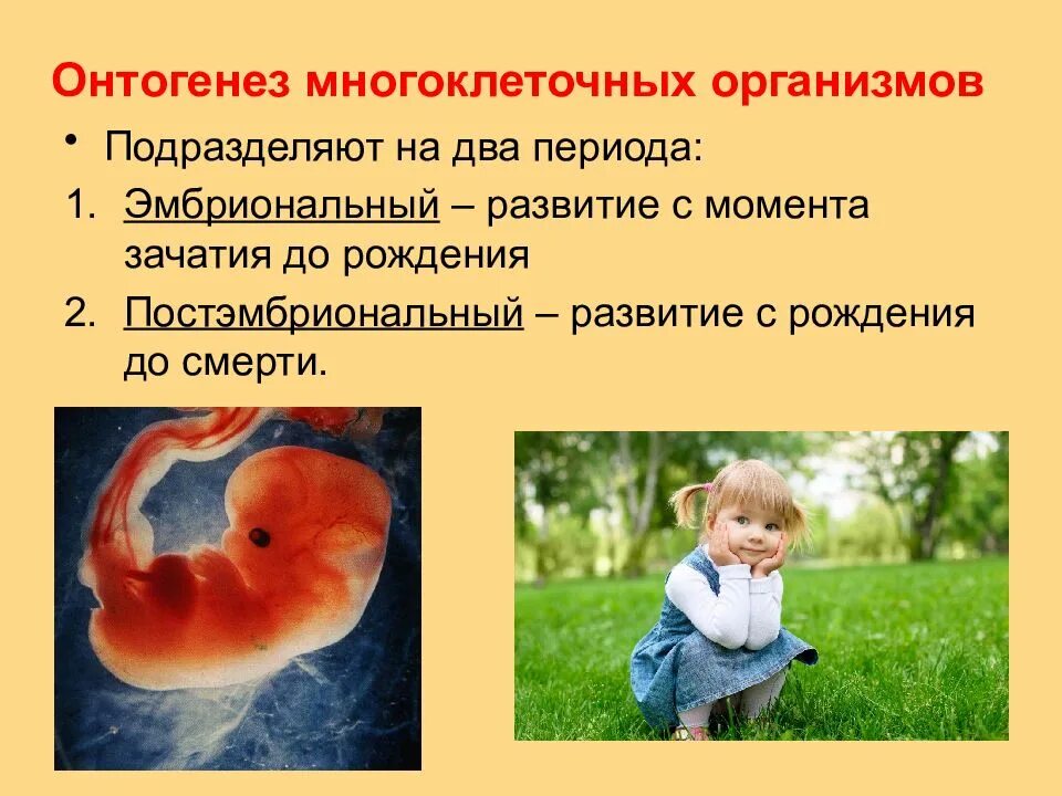 Как называется индивидуальное развитие человека. Эмбриональный этап онтогенеза. Эмбриональный период онтогенеза. Индивидуальное развитие организмов. Эмбриональный период развития.. Период эмбрионального развития организма.