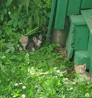 Куда пристроить бездомных котят