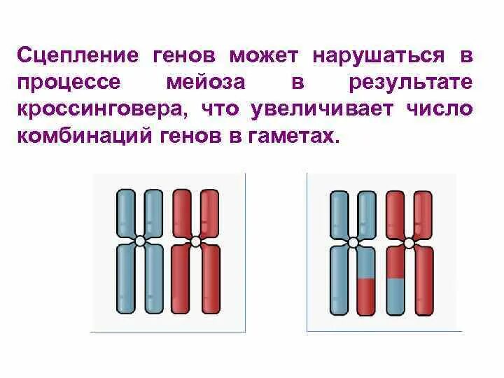 Наследование при полном сцеплении генов. Схема расположения сцепленных генов в гаметах. Сцепление генов. Полное и неполное сцепление генов. Причины неполного сцепления генов.