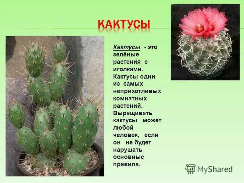 Ответы Mail.ru: кактус Как называется кактус