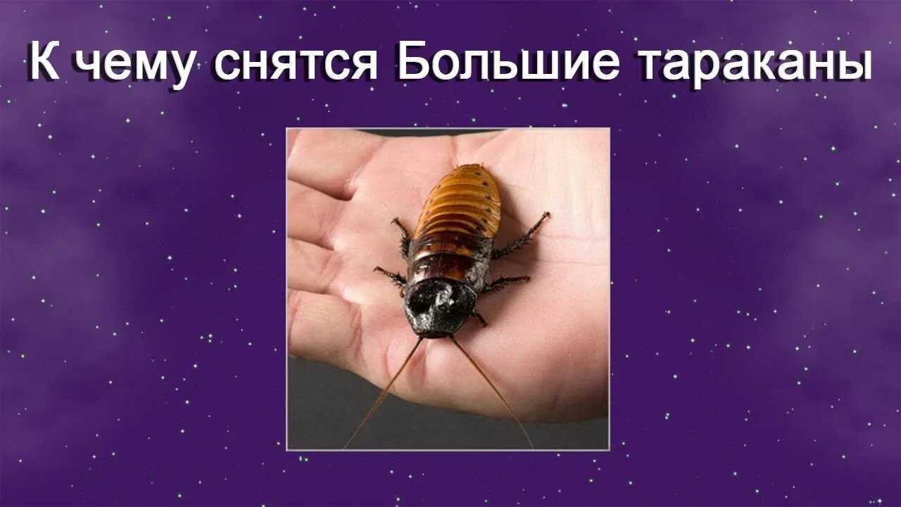 К чему снятся тараканы живые женщине. Тараканы во сне к чему снятся женщине много. К чему снится много тараканов. Сонник толкование снов тараканы к чему снится. Сонник толкование снов тараканы к чему снится.
