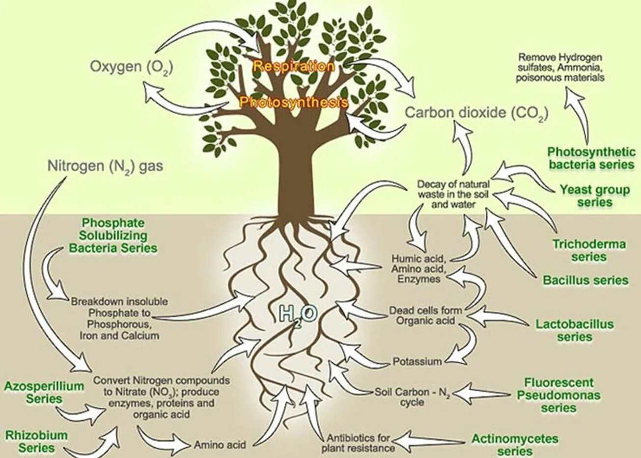 Микроорганизмы на деревьях. Soil microorganisms. Soil respiration. Plant respiration. Effect plants