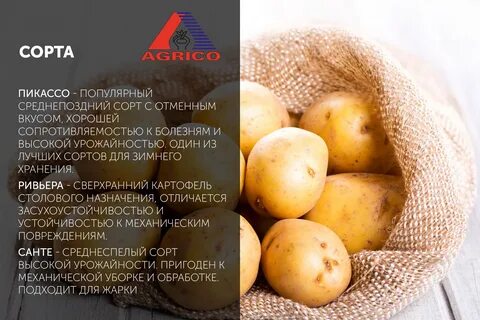 Картофель сорт коломбо отзывы вкусовые качества