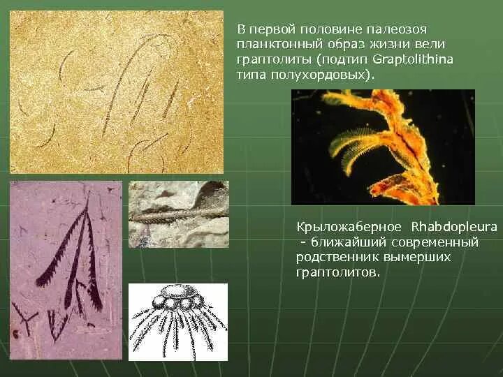 Палеозой сканворд. Граптолиты Ордовик. Палеозойская Эра граптолиты. Планктонный образ жизни. Класс граптолиты.