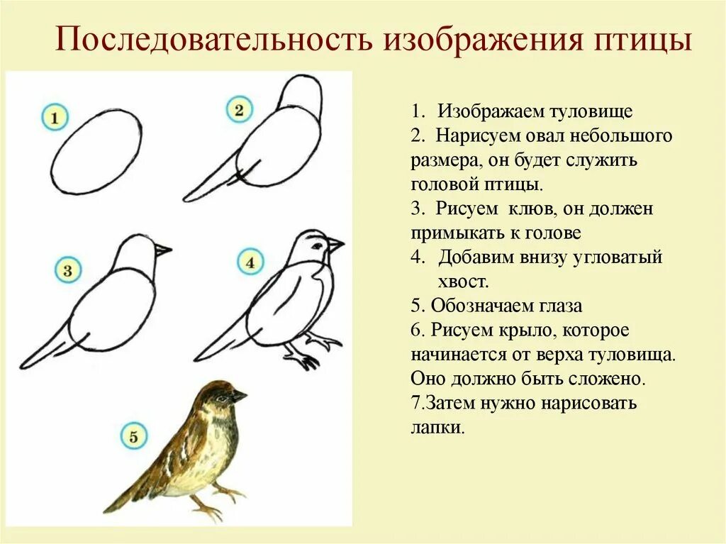 Конспект урока птицы 7 класс. Последовательность изображения птицы. Последовательность рисования птицы. Птица рисунок. Схема рисования птицы.