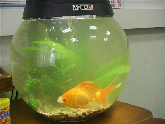 Сколько литров нужно рыбке. Круглый аквариум с рыбками. Золотая рыбка в круглом аквариуме. ФБКА Золотая в воде круглой аквариум. Золотая рыбка аквариумная в круглом аквариуме.