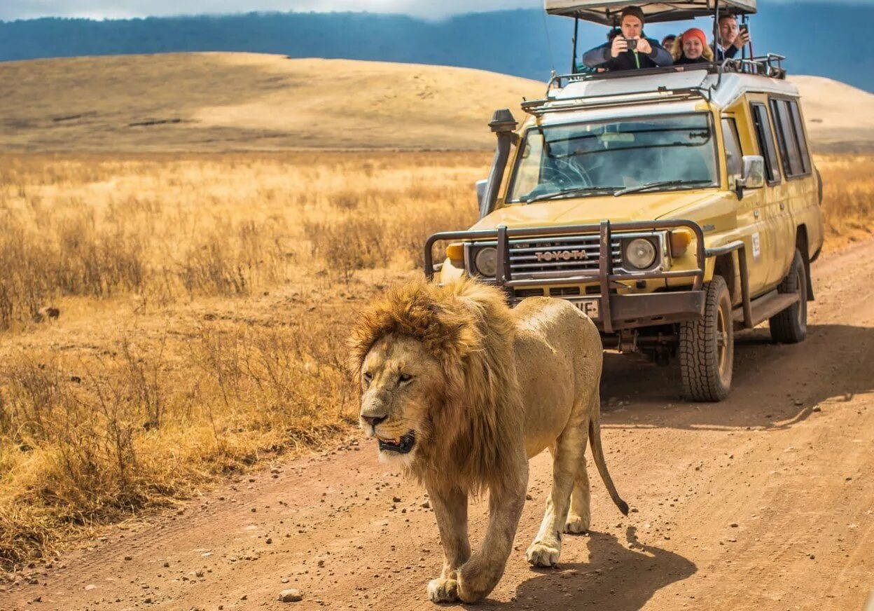 Машина килиманджаро. Брэдбери килиманджаро. Национальный парк килиманджаро в танзании. Килиманджаро вершина. Safari toyota land cruiser 4x4.