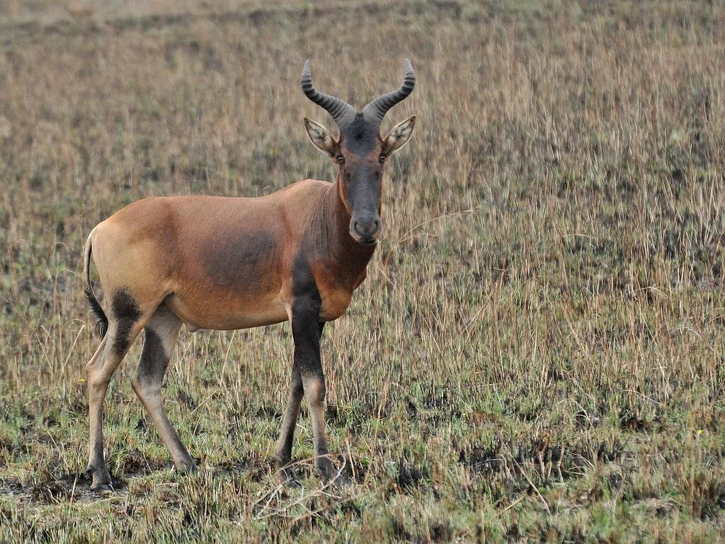 Hartebeest yaelokre текст
