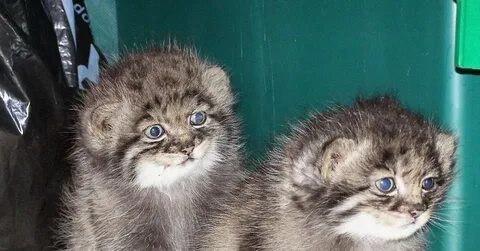 Манул котенок москва