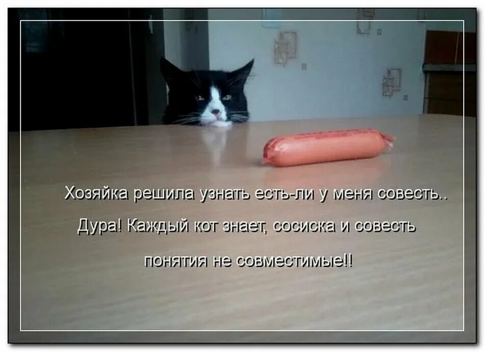 Совесть кота. Киска сосиска. Кот с сосисками. Стих про кота и сосиску. Смешной стишок про кота и сосиску.