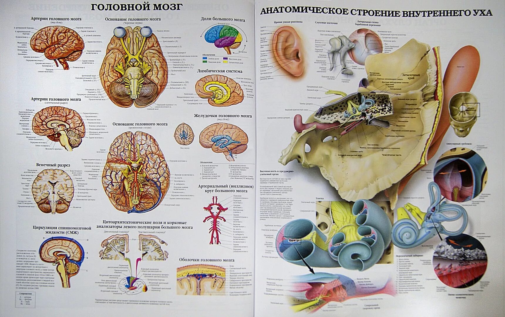 Книга тело мозг. Атлас анатомический атлас анатомический. Анатомия человека атлас внутренних органов. Атлас анатомия и физиология человека. Атлас по анатомии головной мозг.