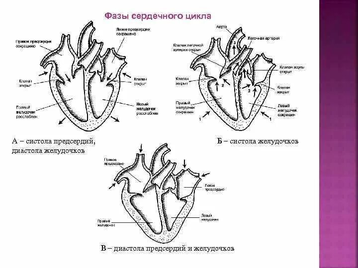 Цикл сердечной деятельности схема. Фазы сердечной деятельности схема. Схема систолы и диастолы сердца. Фазы сердечного цикла сокращение предсердий. Расслабление предсердий и желудочков