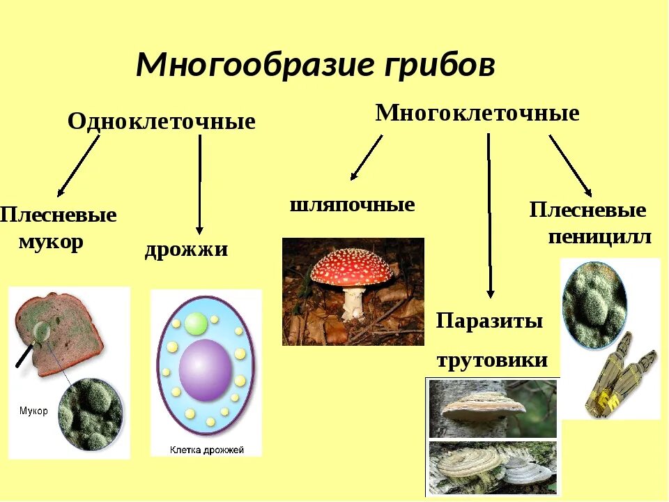 Многоклеточные грибы 5 класс биология. Строение грибов одноклеточных и многоклеточных. Группы грибов одноклеточные и многоклеточные. Одноклеточные и многоклеточные организмы 5 класс биология. Мукор трутовик