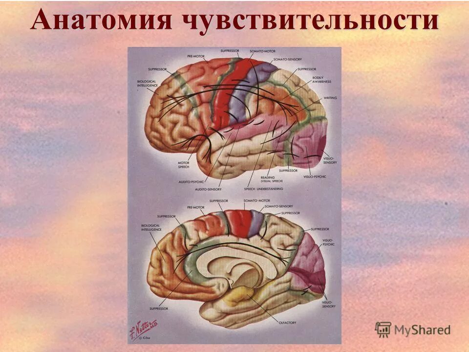 Какие органы способны воспринимать тепло