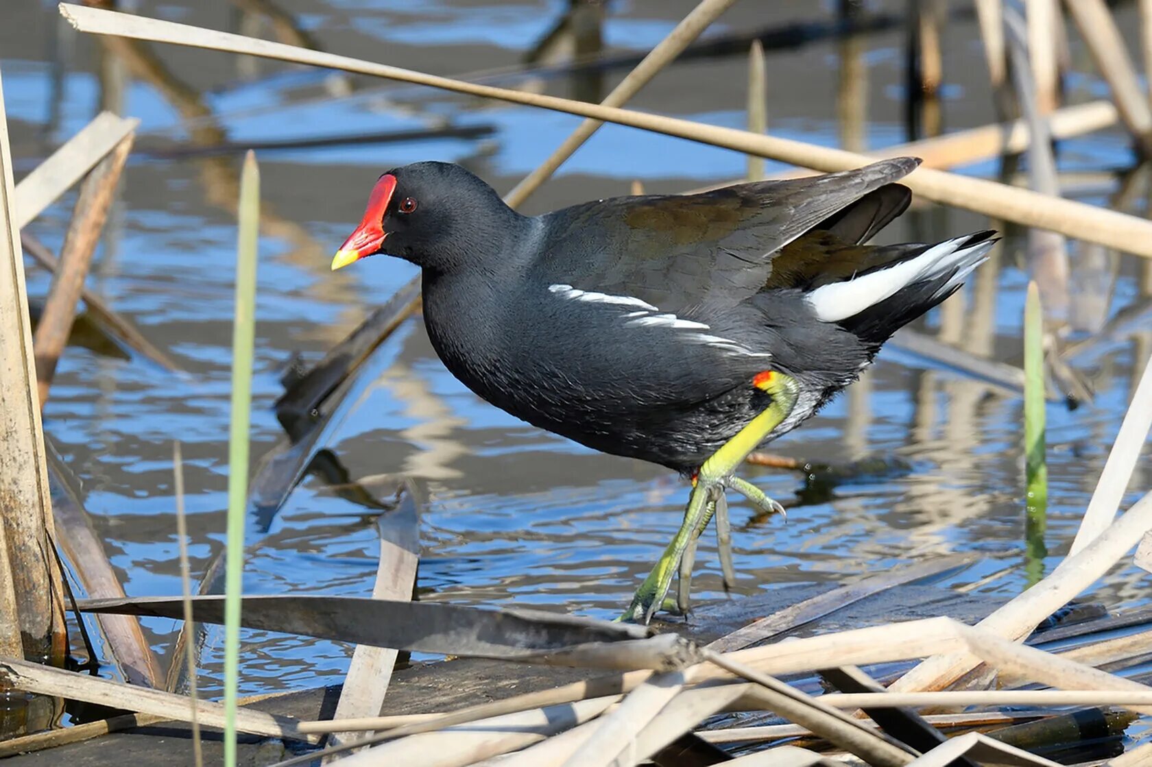 болотная курочка лысуха. водяная курочка камышница. водяная курочка камышница. камышница болотная. водяная курочка камышница.