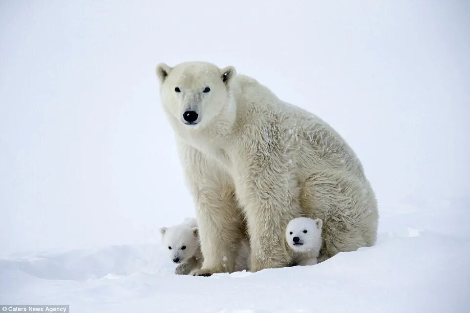 Какие животные живут рядом с умко. Белый медведь на северном полюсе. Белый медведь задания для малышей. Заповедник остров врангеля медвежата. Какие животные живут рядом с умкой из мультфильма.
