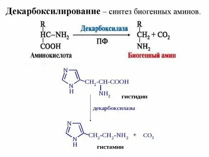 Коламин биологическая роль
