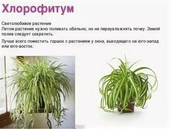 Хлорофитум грунт. Хлорофитум цветок корни. Хлорофитум родина растения. Полив хлорофитума. Хлорофитум воздушные корни.