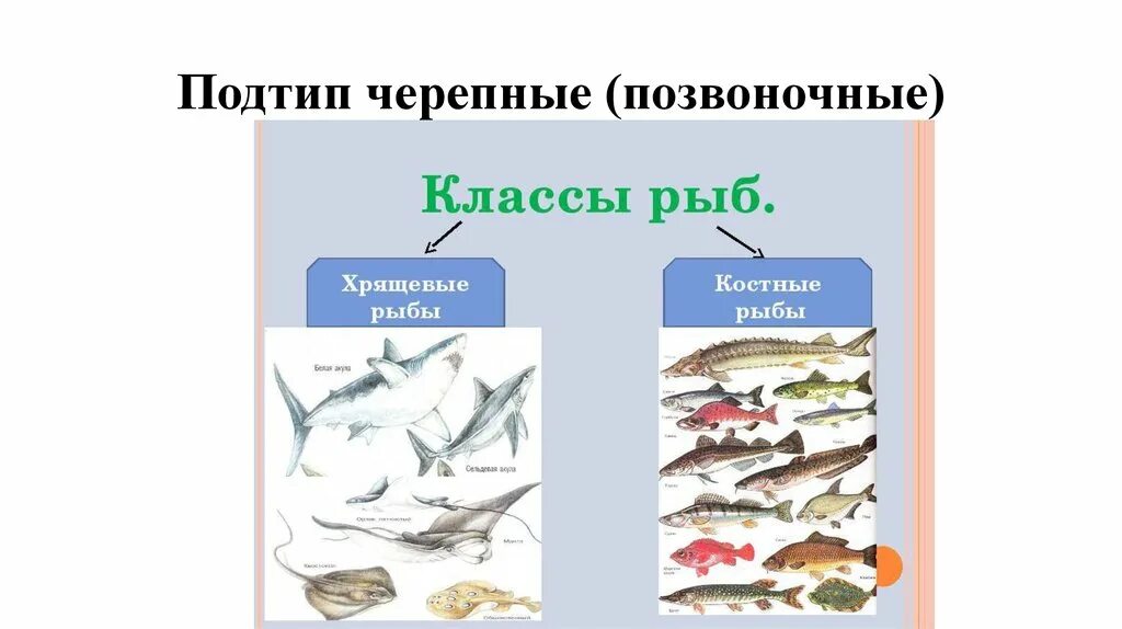 Тип Хордовые Подтип Черепные класс рыбы. Подтип Черепные или позвоночные таблица. Подтип позвоночные Черепные. Подтип Черепные (позвоночные) Хордовые.