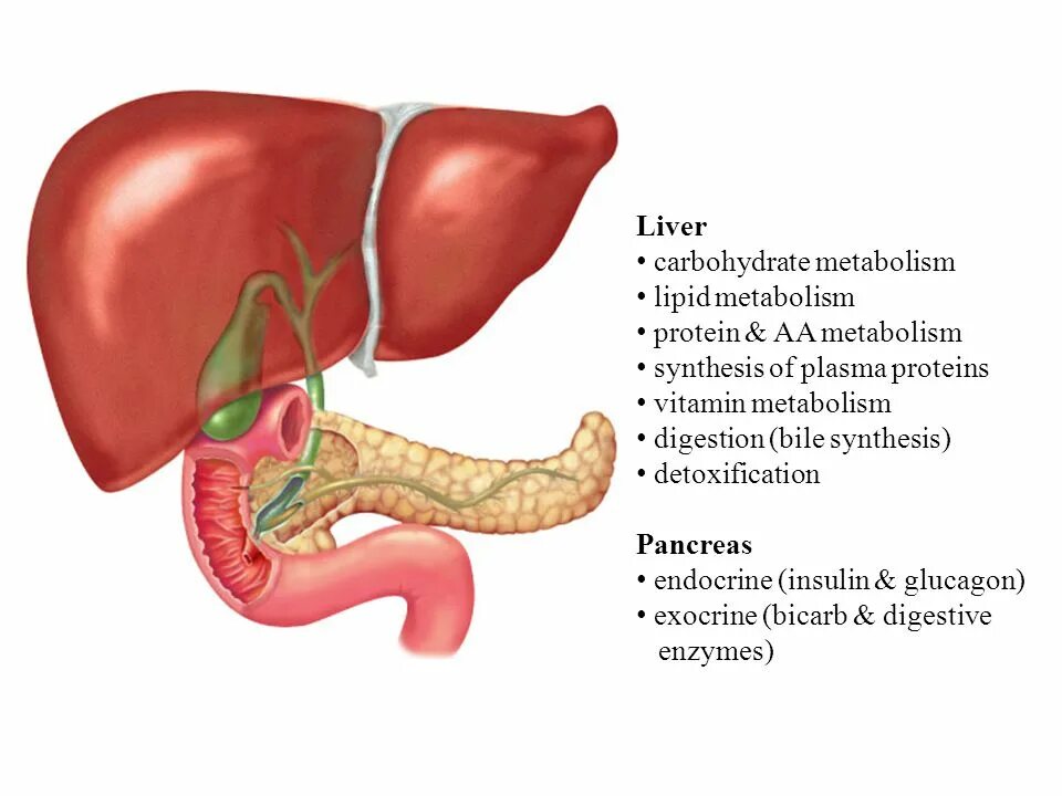 Метаболизм в печени. Печеночный метаболизм. Protein metabolism in Liver. Метаболизм в печени картинки. Печень организма углеводы