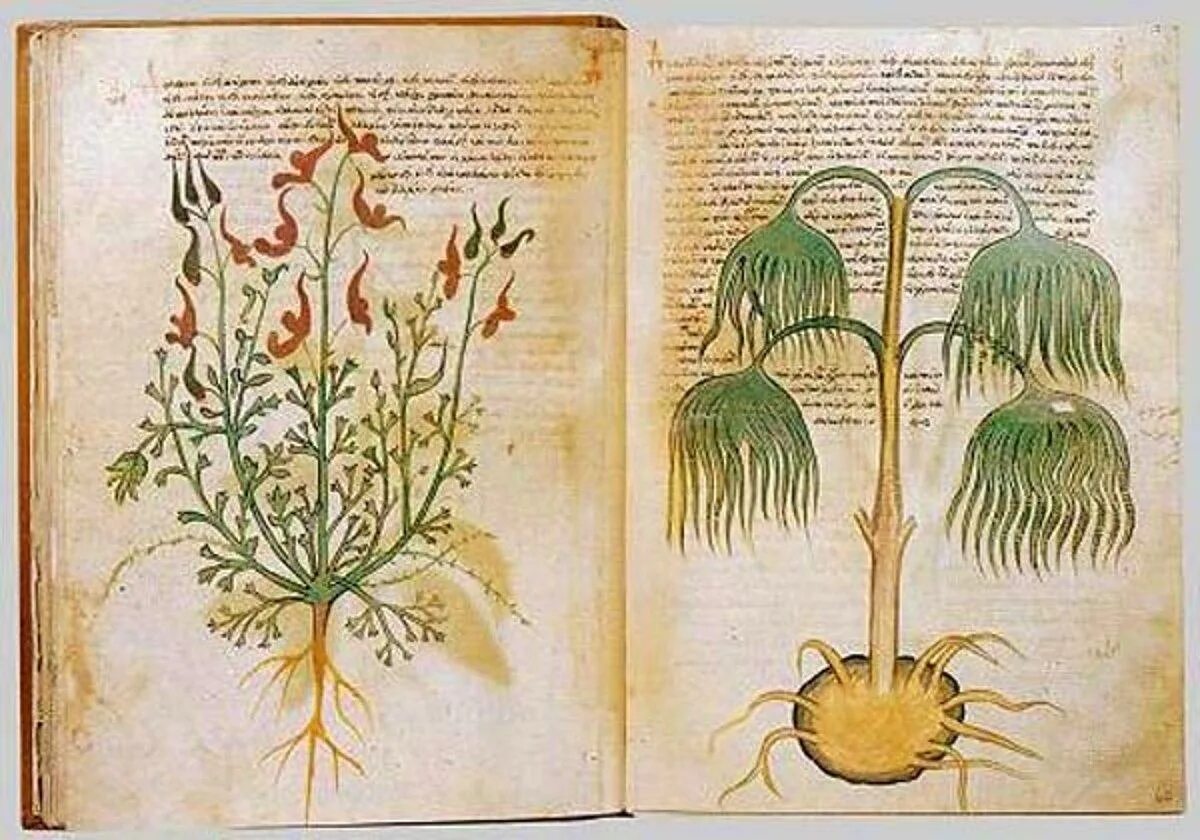 Естественная история растений. Манускрипт войнича растения. теофраст ботаника. диоскорид «materia medica», миниатюра. история растений.
