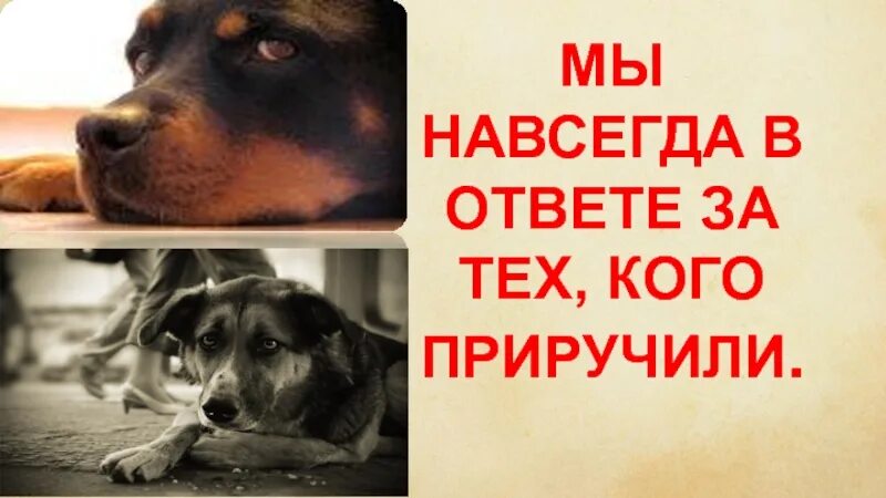Которые в ответе за. Мы в ответе за тех кого приручили. мы в ответе кого приручили надпись. мы в ответе за тех кого приручили рисунок. рассказы за тех кого приручили.
