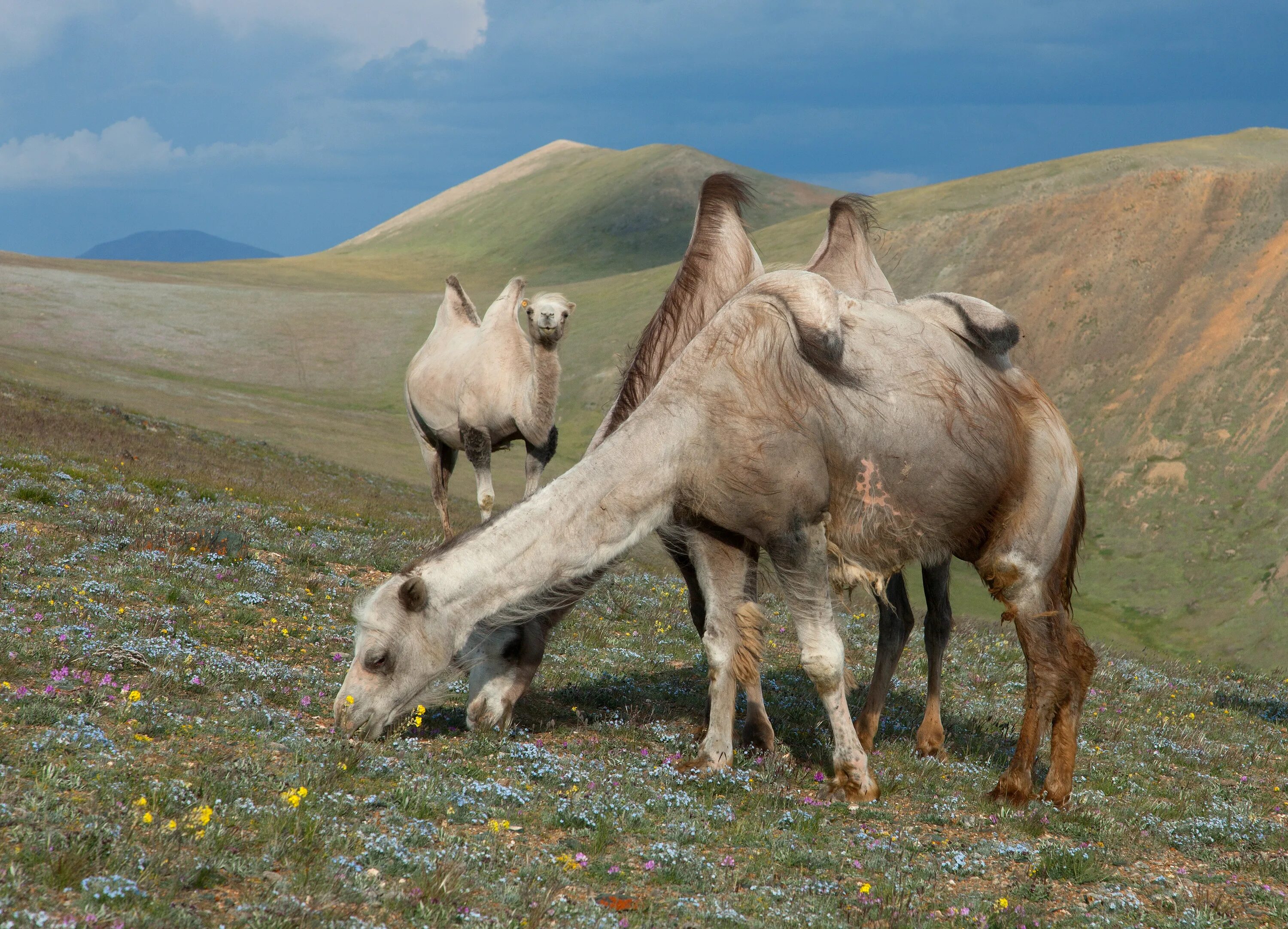 Верблюд стоящий на горе. Верблюд на рабочий стол. Стихотворение про верблюда. Верблюд кэмел. Стих про верблюда.