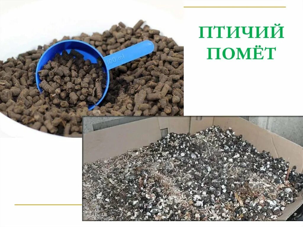Помет птицы 5 букв. Помет птицы 5 букв