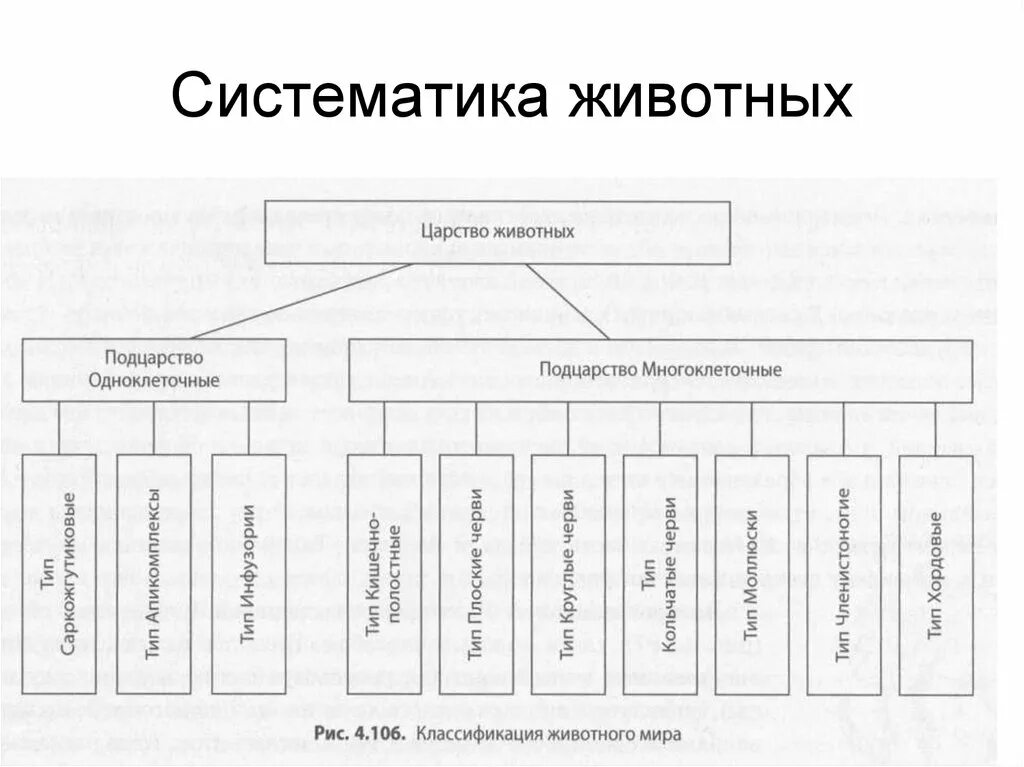 Основные группы классификации животных. Царство животные классификация схема. классификация царства животные таблица. систематика царство животные схема. классификация животных схема полная.