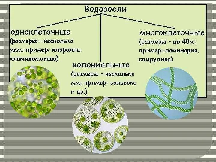 Какая водоросль является одноклеточной. Одноклеточные водоросли вольвокс. Одноклеточные колониальные и многоклеточные водоросли. Зеленые водоросли одноклеточные колониальные многоклеточные. Вольвокс это многоклеточная зелёная водоросль.