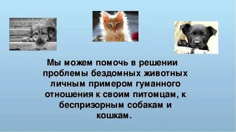 Лиса относится к собакам или кошкам