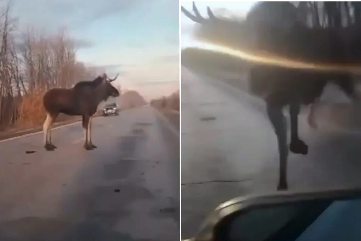 Лось остановился. Атака лося на автомобиль. Лось в Самарской области.