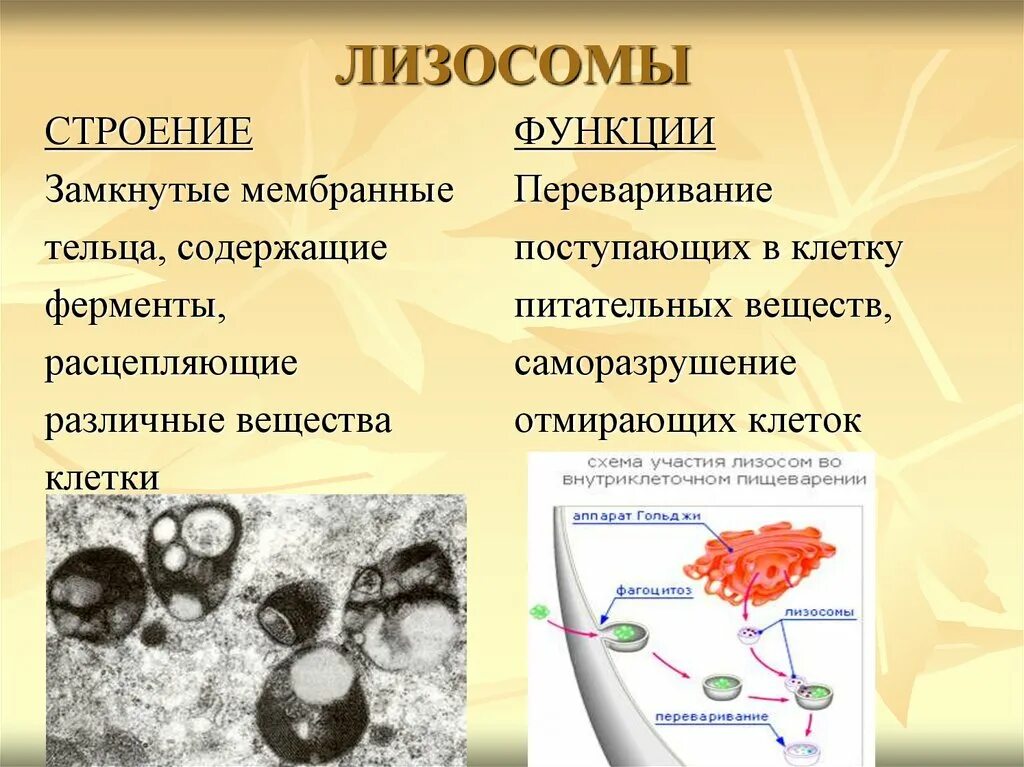 Фагоцитоз прокариот. Строение органоида лизосомы. Лизосомы структура и функции. Лизосома функции органоида. Лизосомы строение и функции.