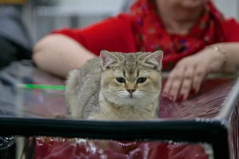 Парк хаус выставка кошек