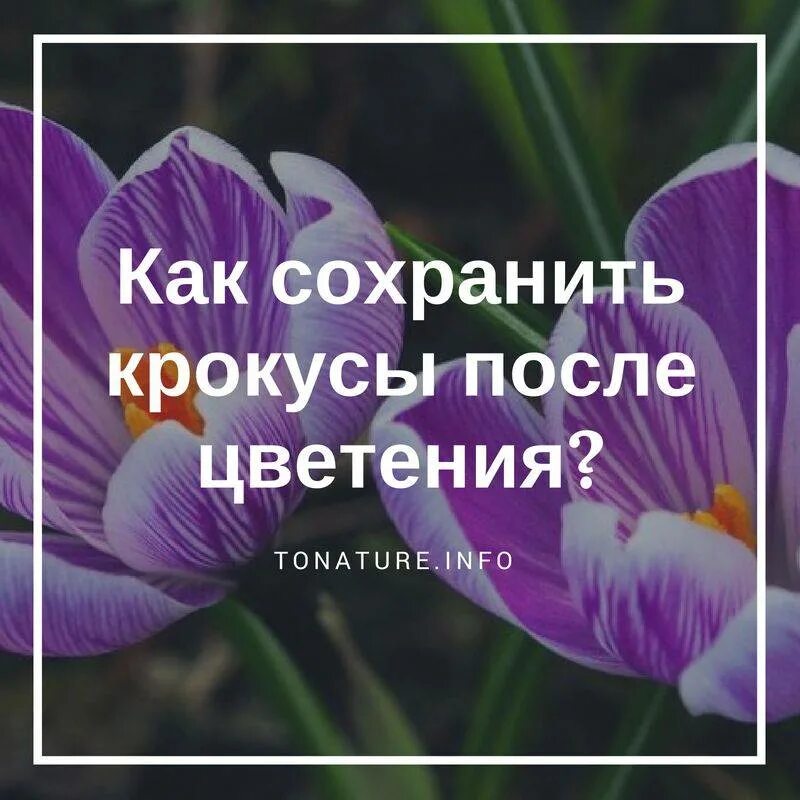 Как жить после крокуса. Крокусы после цветения. Крокусы посадка. Крокусы уход после цветения. Луковицы крокусов.