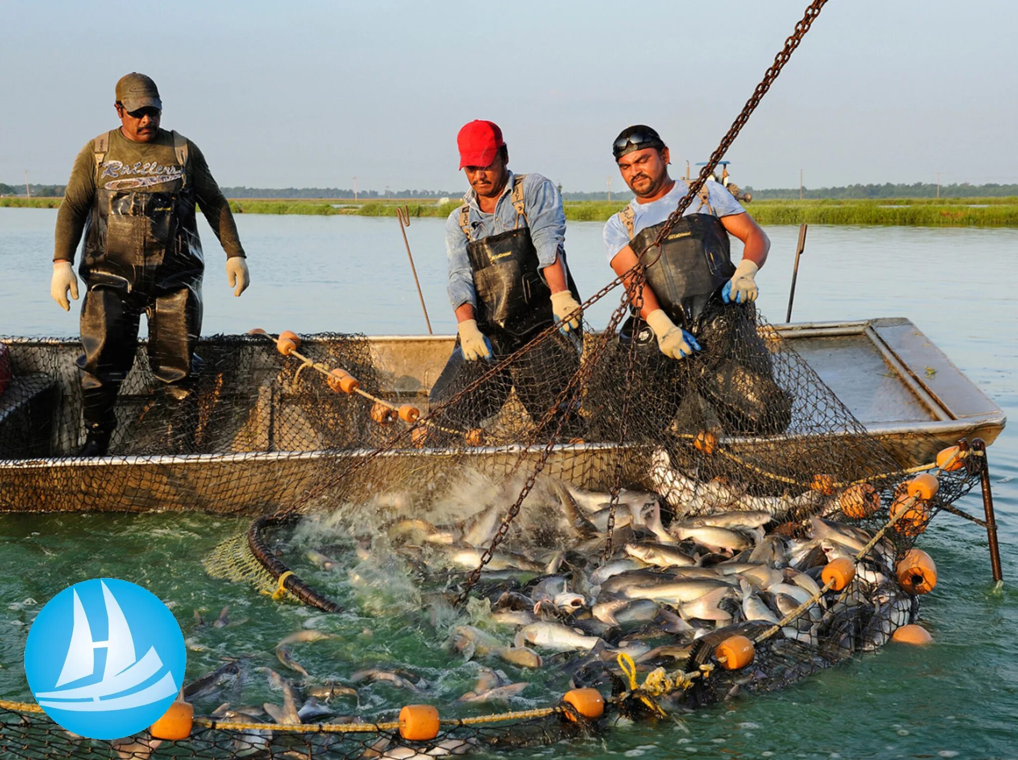 Щегринка река форель. 1 рыболовство. 1 рыболовство. Прудовое хозяйство и рыболовство. Рыболовецкий колхоз прибой сахалинская область.