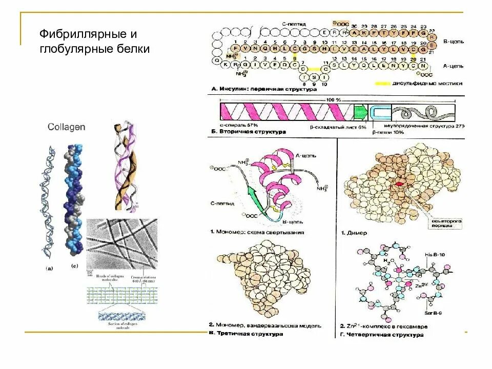 Форма глобулы белка. Глобулярная и фибриллярная структура белков. Третичная структура белков фибриллярные и глобулярные белки. Фибриллярная и глобулярная структура белка. Глобулярная структура белка.
