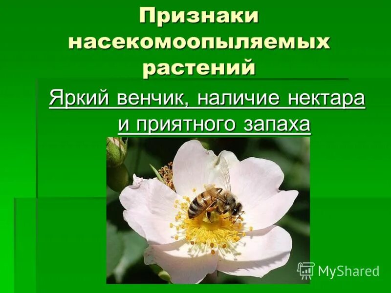 пыльца насекомоопыляемых растений. ветроопыляемые и насекомоопыляемые цветки. насекомоопыляемые растения ответ. ветроопыляемые и насекомоопыляемые цветки. цветки ветроопыляемых растений.