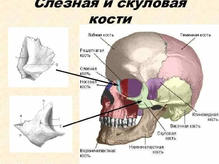 Скуловая кость кость. Слезная кость. Скуловые кости черепа. Слезная кость черепа.