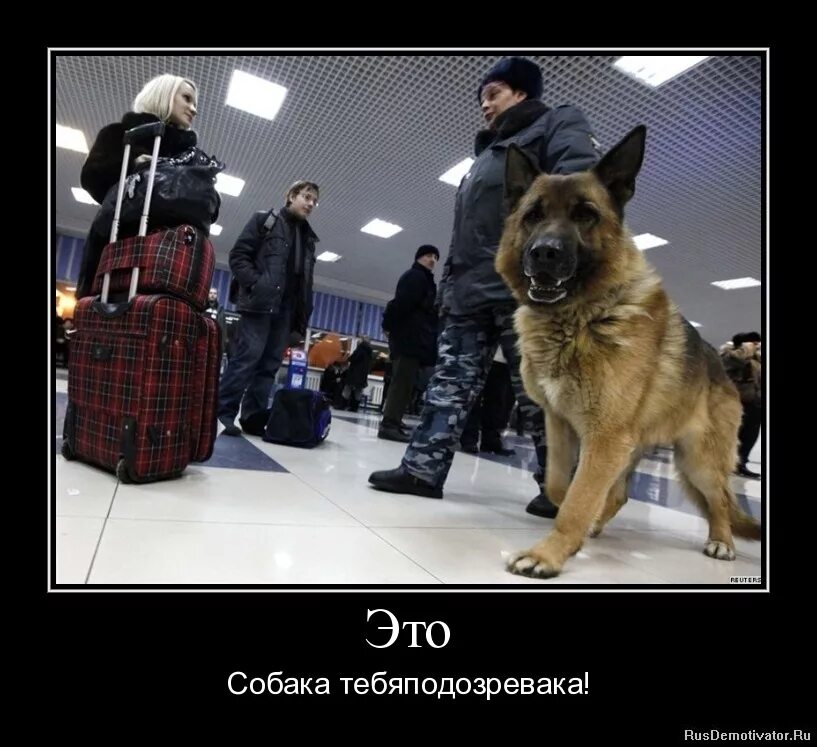 демотиваторы с овчарками. демотиваторы про собак смешные. демотиваторы про собак смешные. демотиваторы про собак смешные. демотиваторы про щенков.