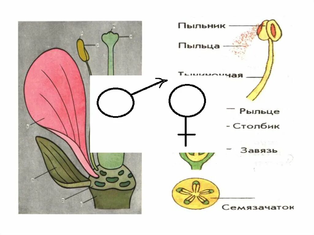 Какое строение имеет пыльца 6 класс. Неправильный цветок схема. Пестик рисунок. Тычиночная нить рисунок. Строение пестика.