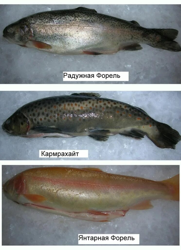 КИЖУЧ ᐈ Фото и описание ✔