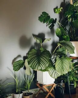 Plants file