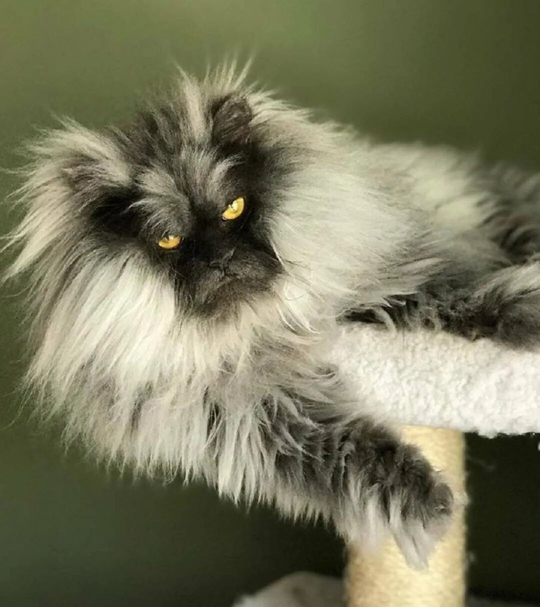 Плохие волосы. Личныеные местоимения. Взъерошил какое лицо. Взъерошил какое лицо. 1 спряжение и 2 спряжение глаголов таблица.