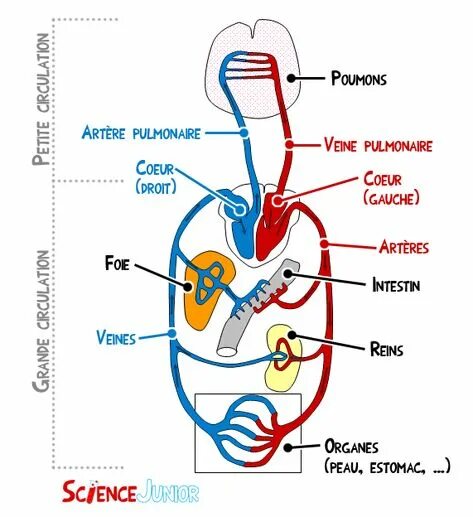 De circulation. Кровеносная система для детей. coeur de mer схема. coeur image corps. ren&#039;ai circulation.