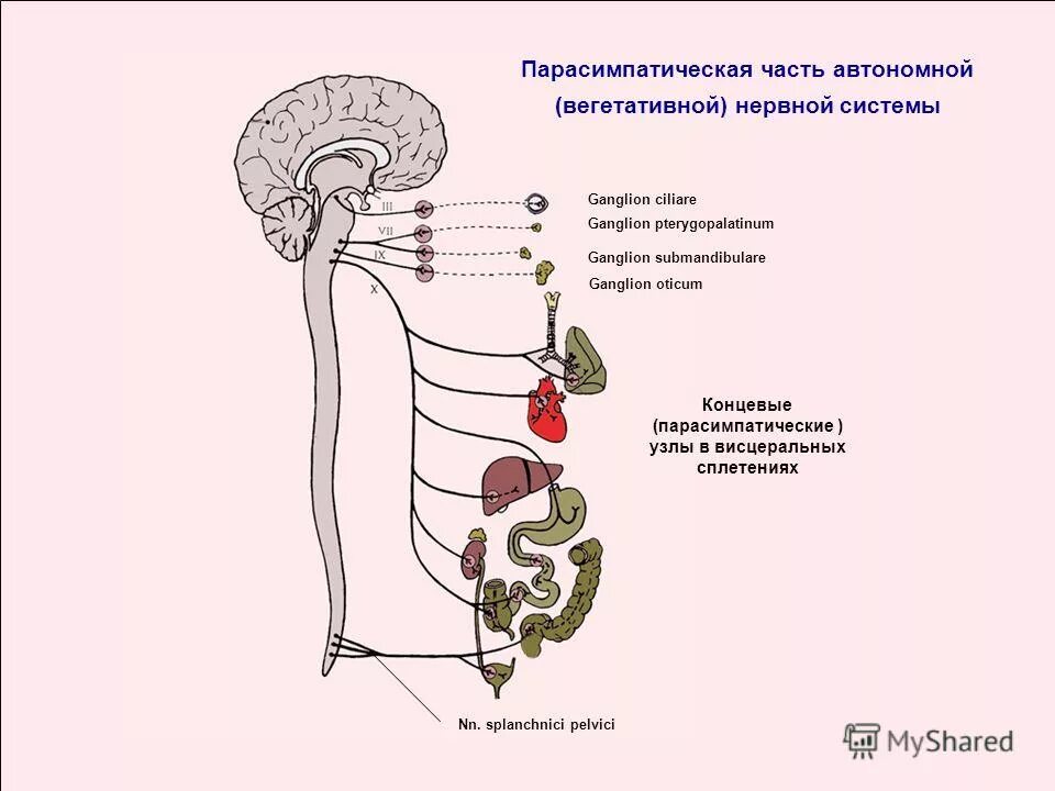 Парасимпатическая слюна. Блуждающий нерв парасимпатическая нервная система. Автономная нервная система: парасимпатическая система. Парасимпатическая часть вегетативной нервной. Парасимпатическая вегетативная нервная система схема.