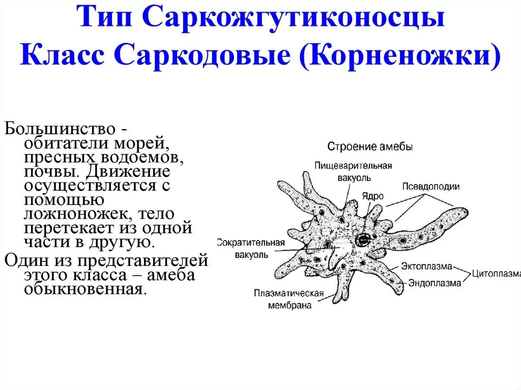 Саркодовые представители. Тип Саркожгутиконосцы класс Саркодовые (корненожки). Тип Саркожгутиконосцы класс Саркодовые. Представители класса Саркодовые корненожки. Тип простейшие protozoa класс Саркодовые Sarcodina.